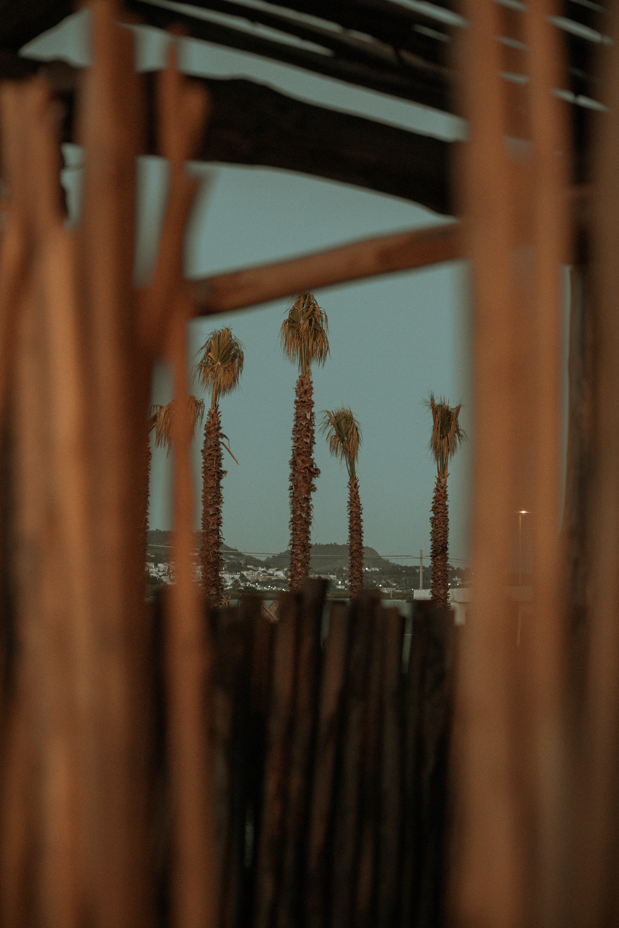 Palme